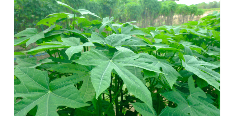 ผักไชยา