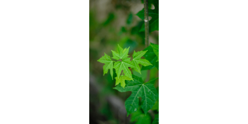 ผักไชยา