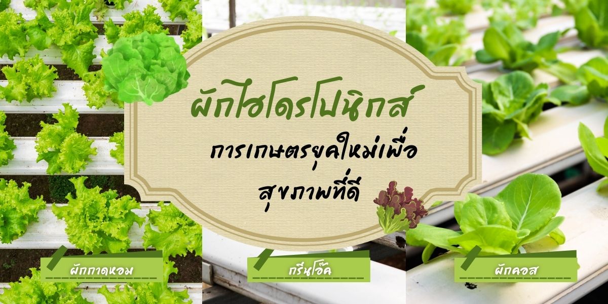 ผักไฮโดรโปนิกส์