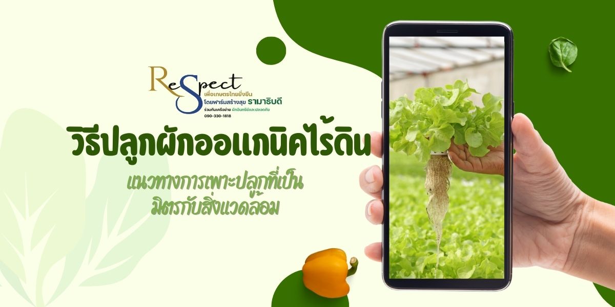 ปลูกผักออร์แกนิค