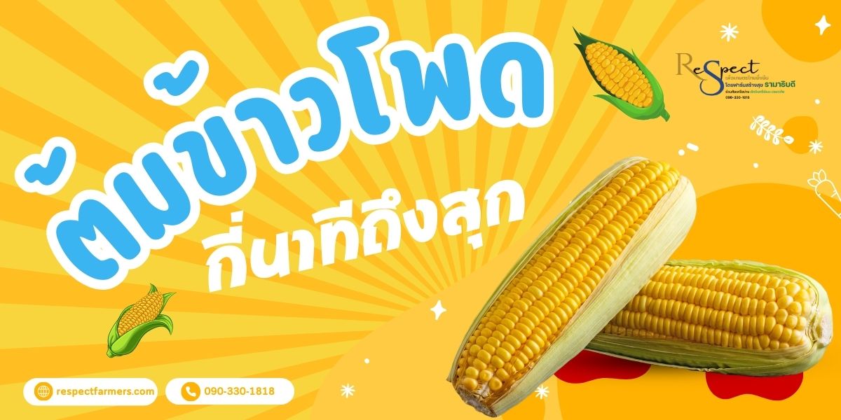 ต้มข้าวโพด