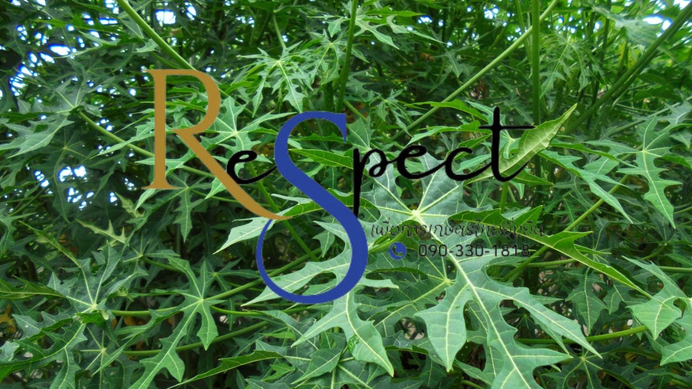 ผักไชยา ทำอะไรกินได้บ้าง