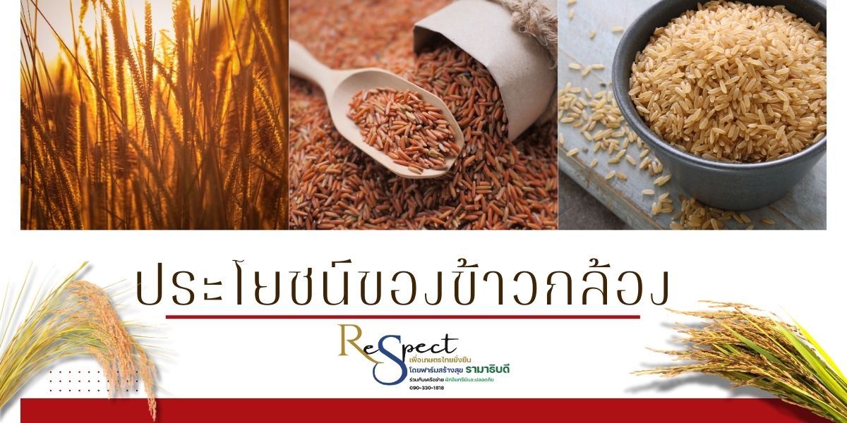 ประโยชน์ของข้าวกล้อง